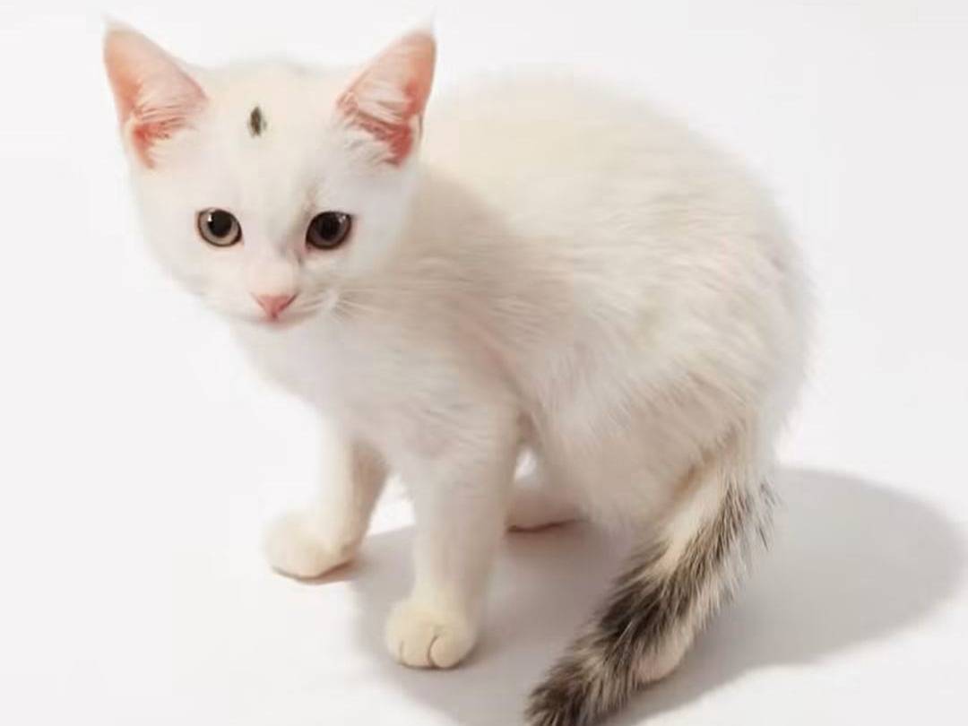 Adotta il gatto Santana a Brescia