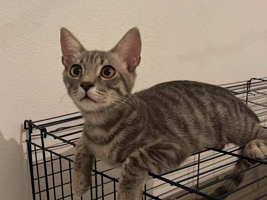 Vuoi adottare un gatto a Brescia?