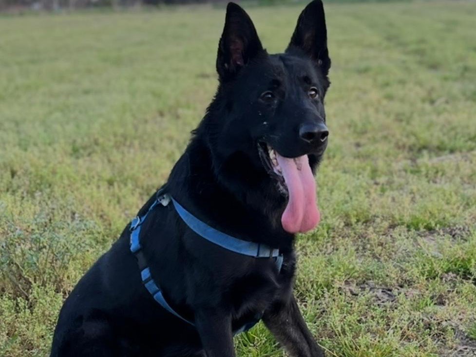 Adozione cane, maschio, Pastore tedesco Razza sconosciuta, 5 anni, taglia grande, Milano