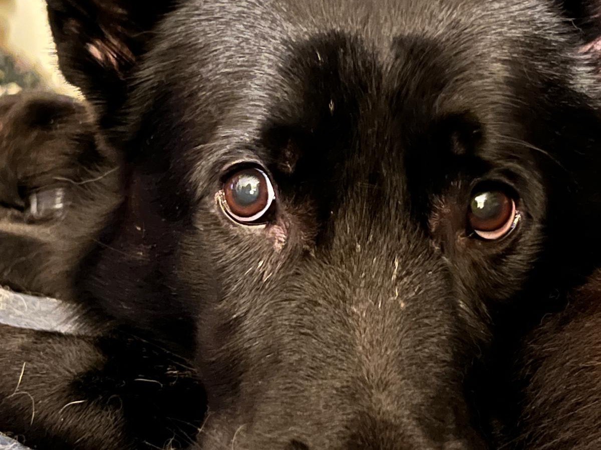 Adotta un cane, maschio, 5 anni, Milano