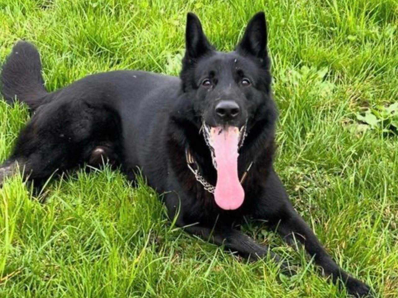 Adotta un cane, taglia grande, maschio, Milano