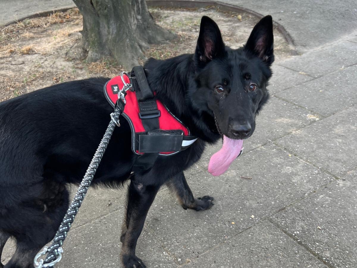 Vuoi adottare un cane a Milano?