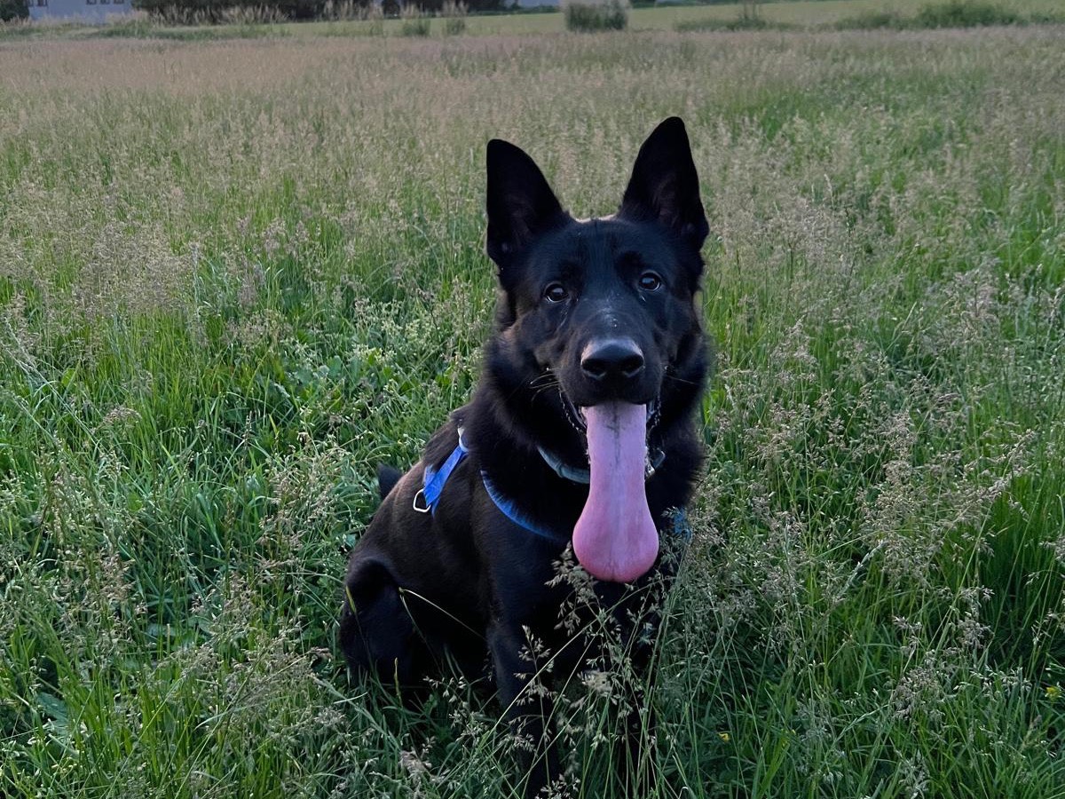 Adotta il cane Sirius  a Milano
