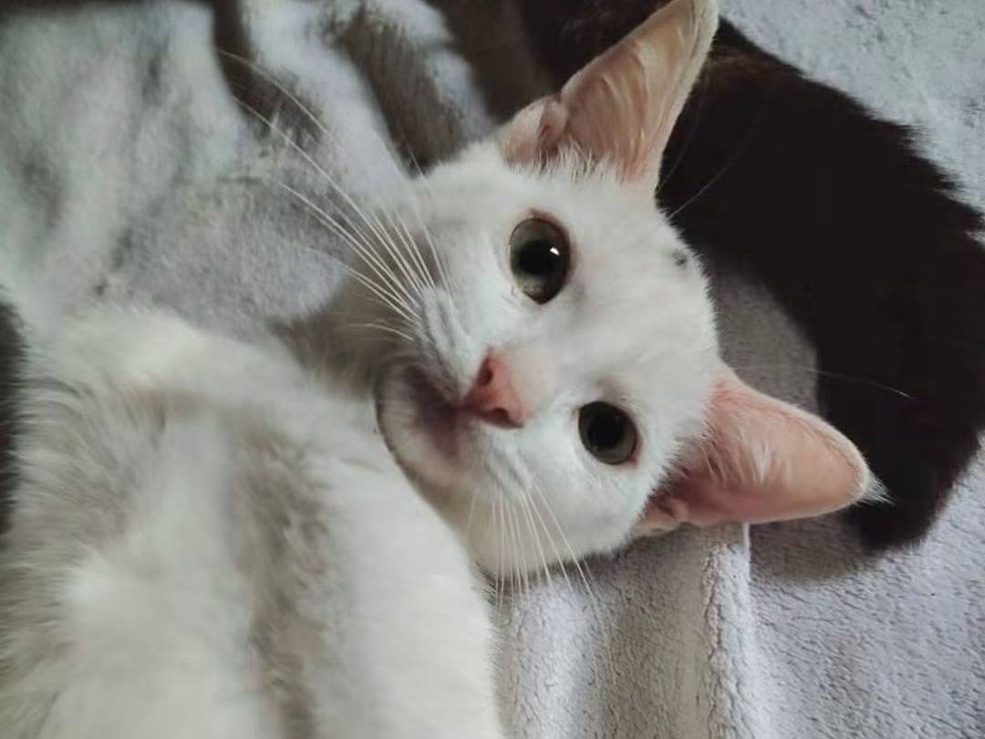 Adotta un gatto, femmina, 4 mesi, Brescia