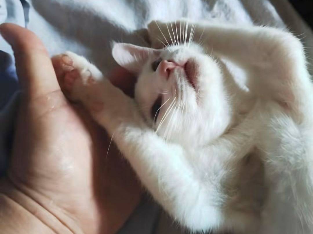 Adozione gatto, femmina, Razza sconosciuta Razza sconosciuta, 4 mesi, taglia non valida, Brescia