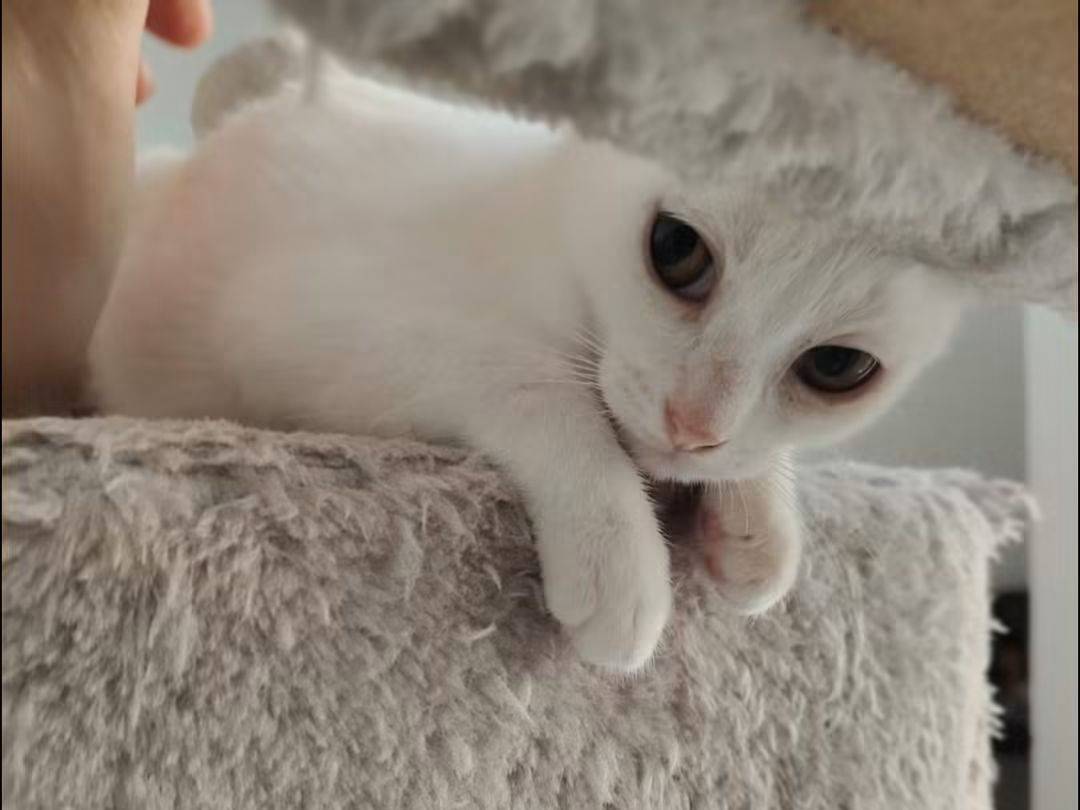 Adotta un gatto, taglia non valida, femmina, Brescia