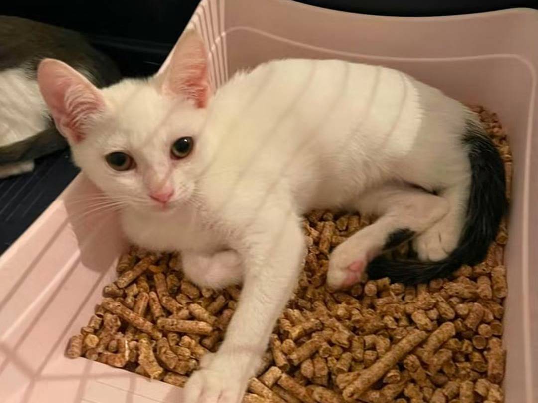 Vuoi adottare un gatto a Brescia?