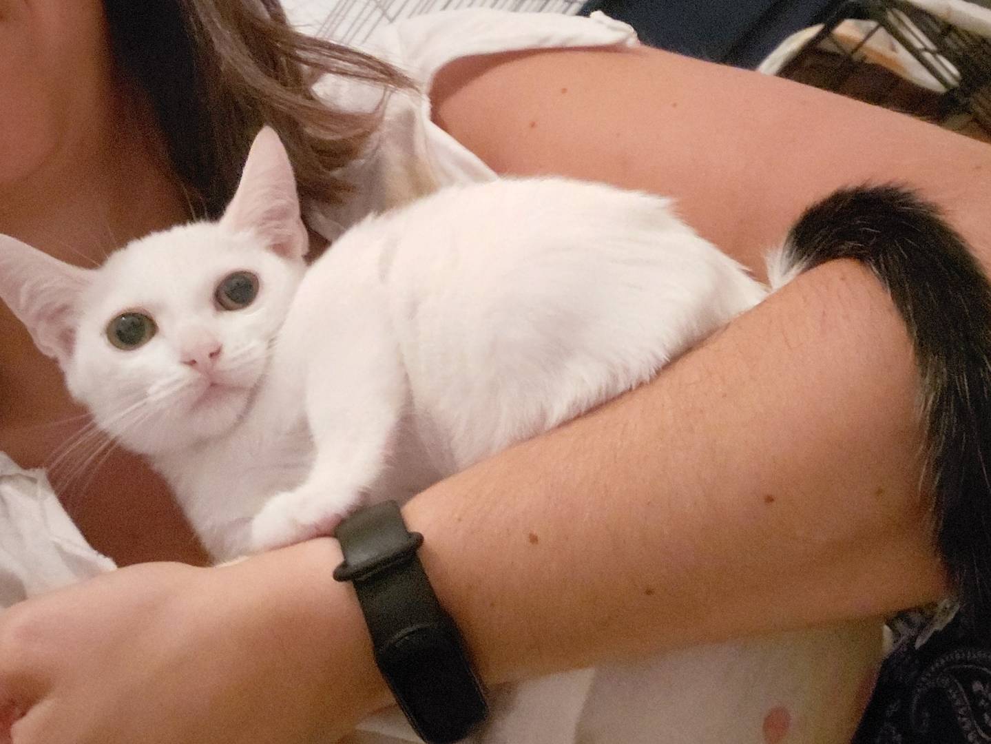 Adotta il gatto Bengala a Brescia