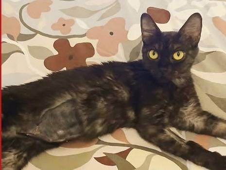 Adozione gatto, femmina, Razza sconosciuta Razza sconosciuta, 1 anno e 7 mesi, taglia non valida, Torino