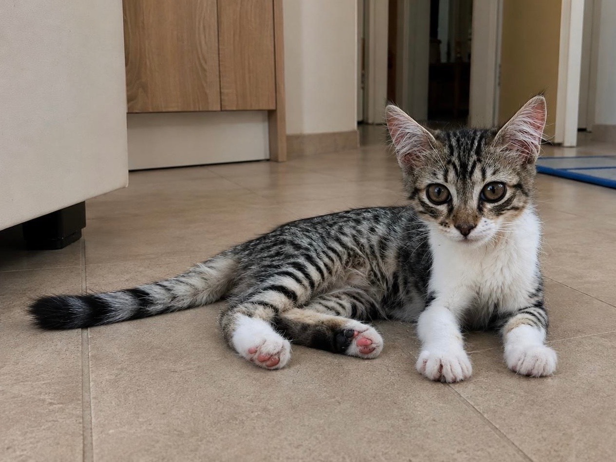 Vuoi adottare un gatto a Bari?