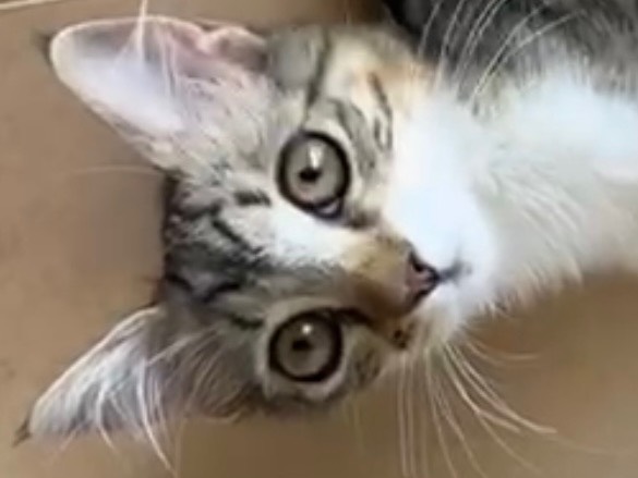Adotta il gatto Chloe a Bari
