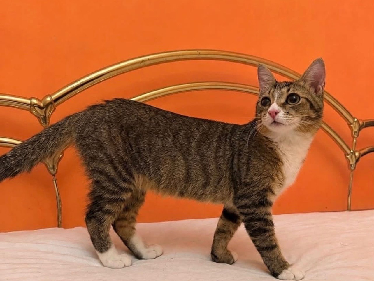 Adozione gatto, femmina, Razza sconosciuta Razza sconosciuta, 4 mesi, taglia non valida, Catania