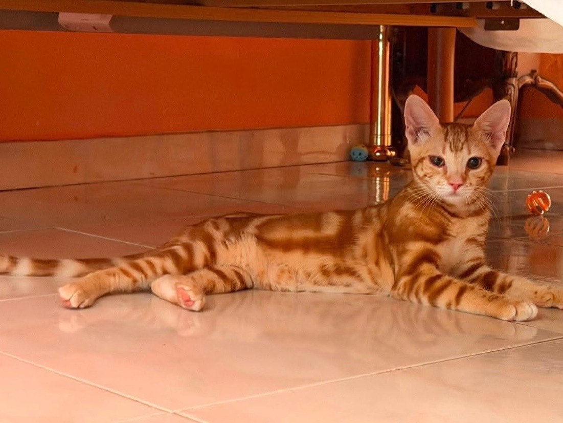 Adozione gatto, maschio, Razza sconosciuta Razza sconosciuta, 3 mesi, taglia non valida, Catania