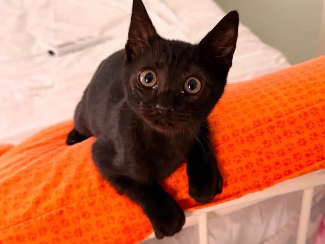 Adozione gatto, maschio, Razza sconosciuta Razza sconosciuta, 3 mesi, taglia non valida, Catania