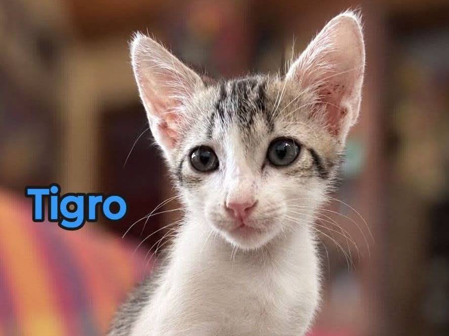 Foto 1 dell'animale