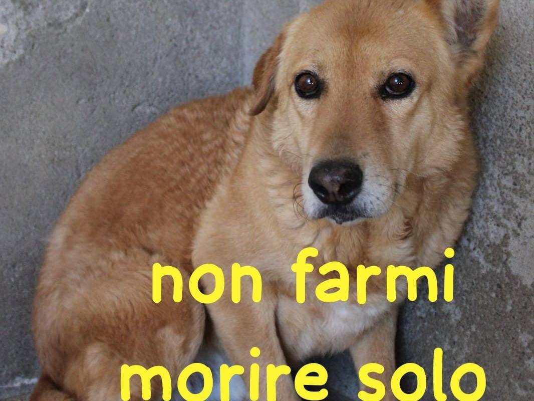 Foto 1 dell'animale