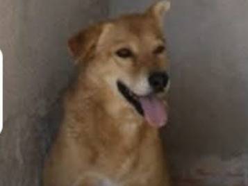 Adotta un cane, taglia media, maschio, Arezzo