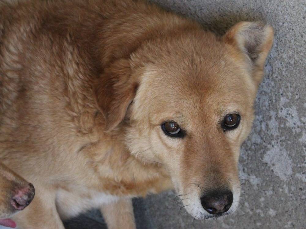 Vuoi adottare un cane a Arezzo?