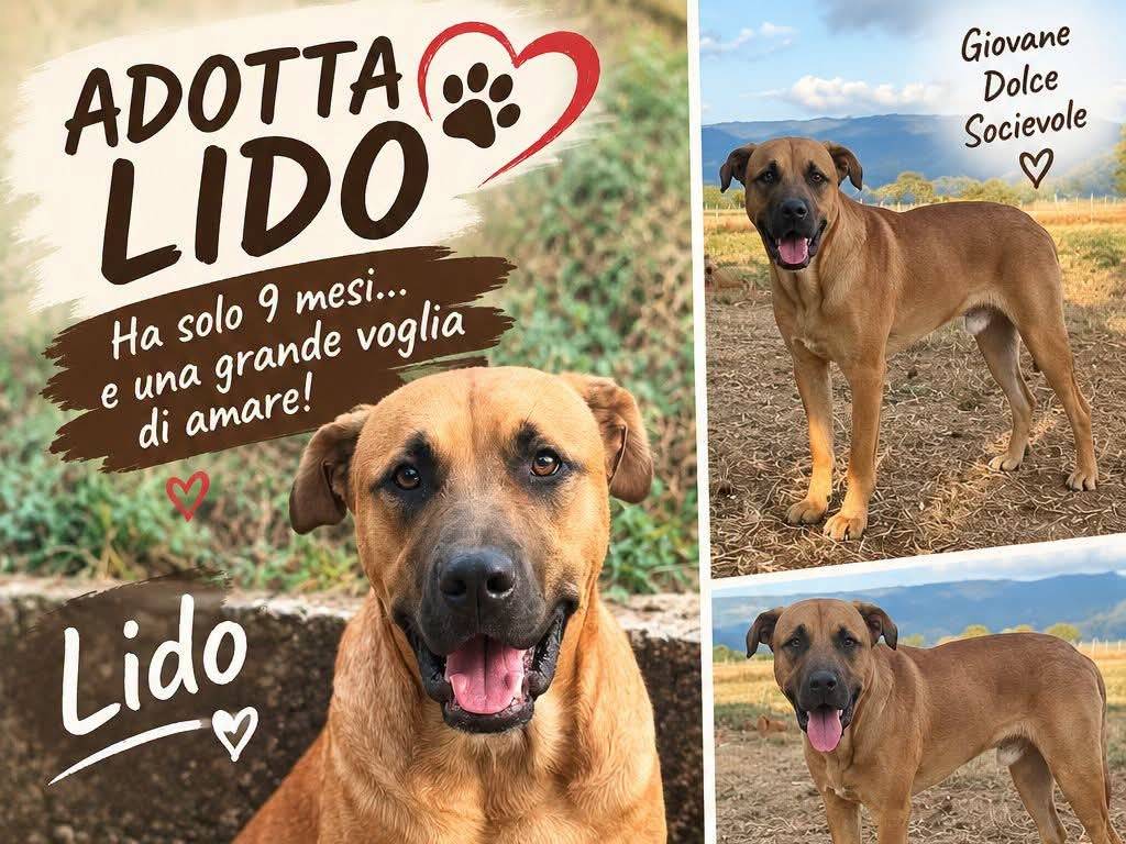 Adozione cane, maschio, Razza sconosciuta Razza sconosciuta, 9 mesi, taglia gigante, Vibo