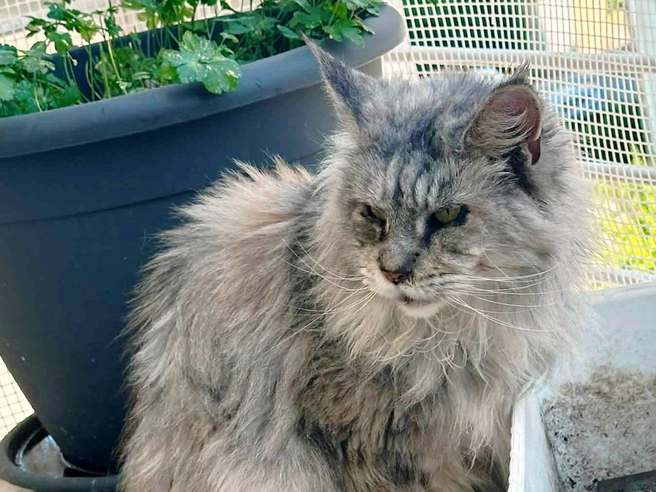 Adozione gatto, femmina, Maine Coon Razza sconosciuta, 8 anni e 6 mesi, taglia non valida, Bari