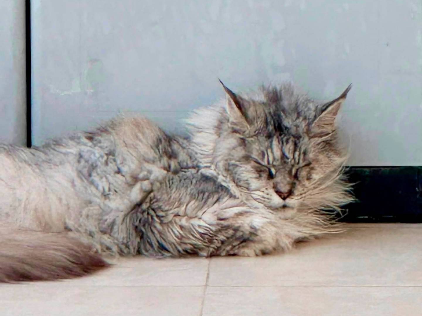 Adotta un gatto, femmina, 8 anni e 6 mesi, Bari