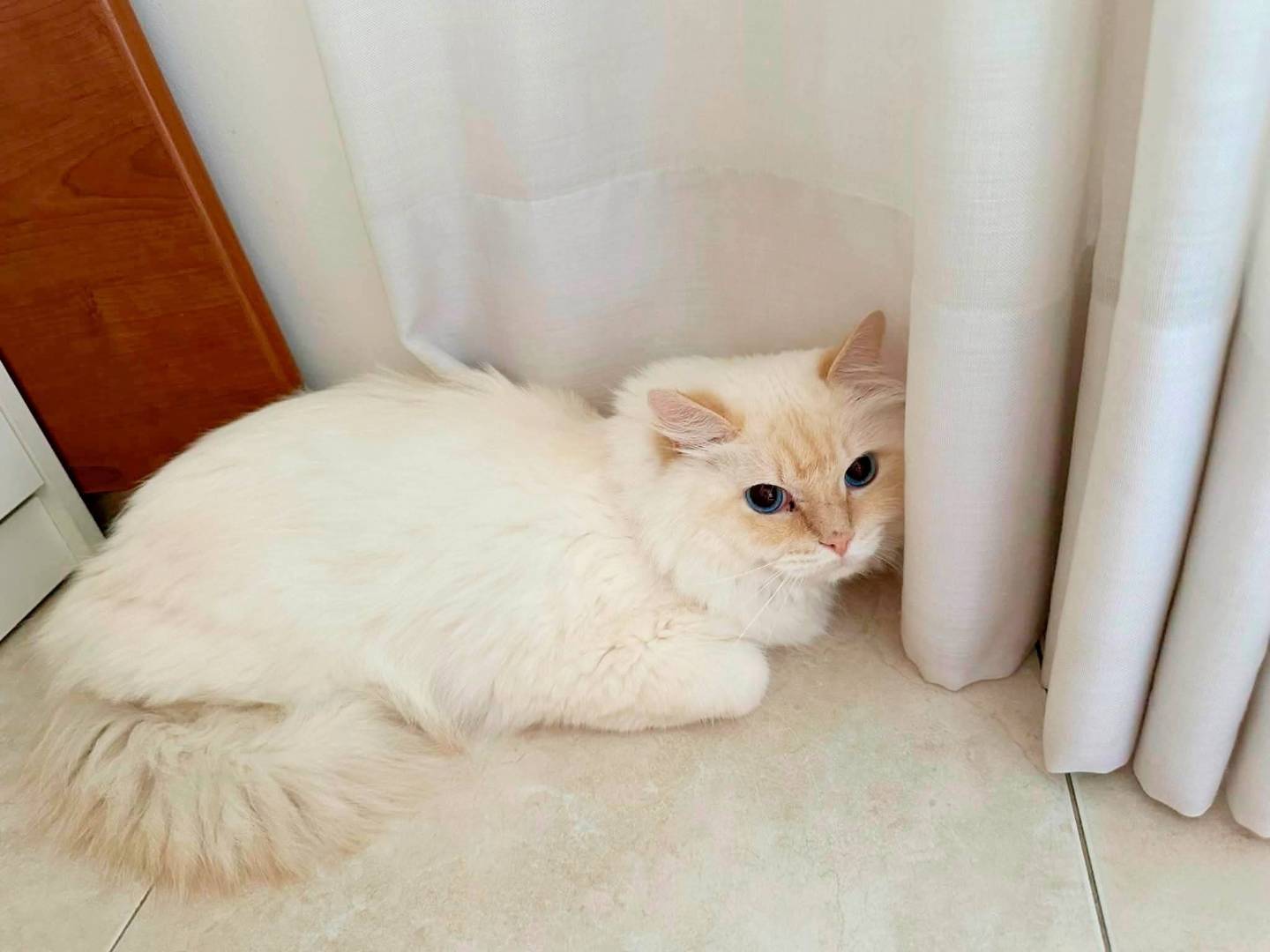 Adozione gatto, femmina, Sacro di Birmania Razza sconosciuta, 5 anni e 3 mesi, taglia non valida, Bari