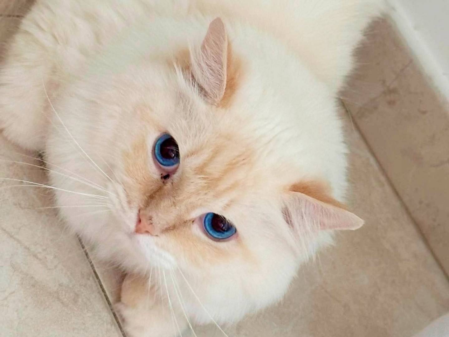 Adotta un gatto, femmina, 5 anni e 3 mesi, Bari