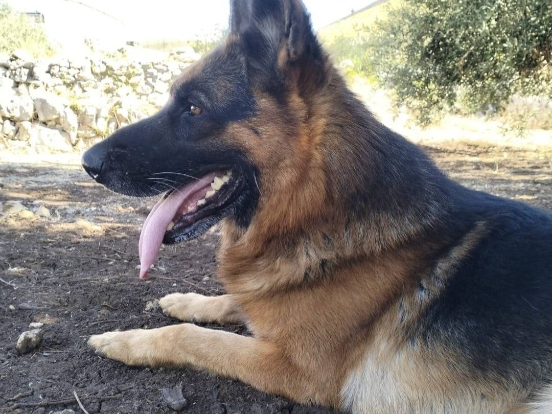 Adozione cane, maschio, Pastore tedesco Razza sconosciuta, 1 anno, taglia grande, Latina