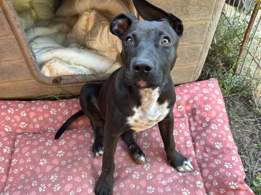 Adotta un cane, femmina, 4 mesi, Caserta