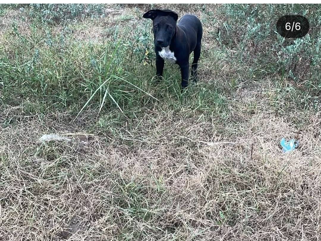 Adotta un cane, taglia media, femmina, Caserta