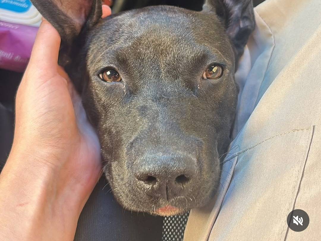 Vuoi adottare un cane a Caserta?