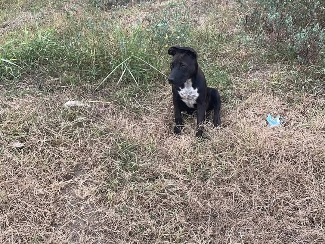 Adotta il cane Remi a Caserta