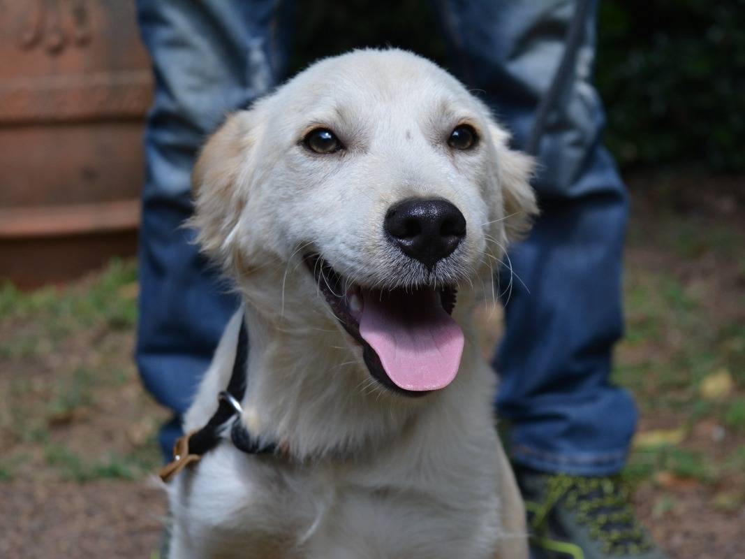 Adozione cane, maschio, Razza sconosciuta Razza sconosciuta, 5 mesi, taglia media contenuta, Roma