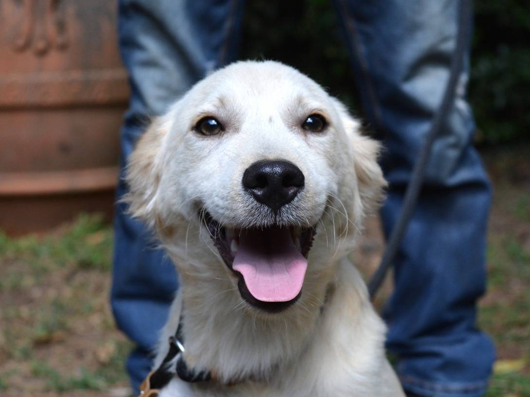 Adotta un cane, maschio, 5 mesi, Roma