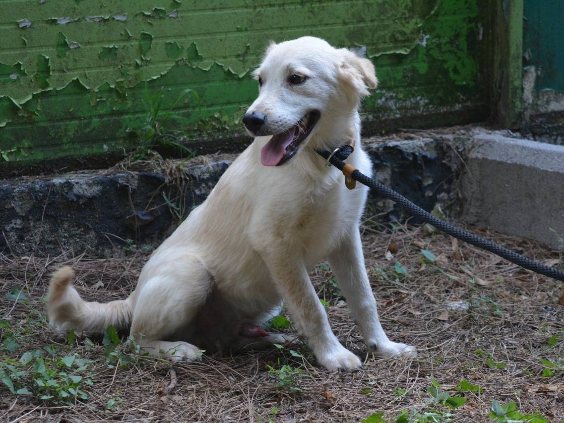 Adotta un cane, taglia media contenuta, maschio, Roma