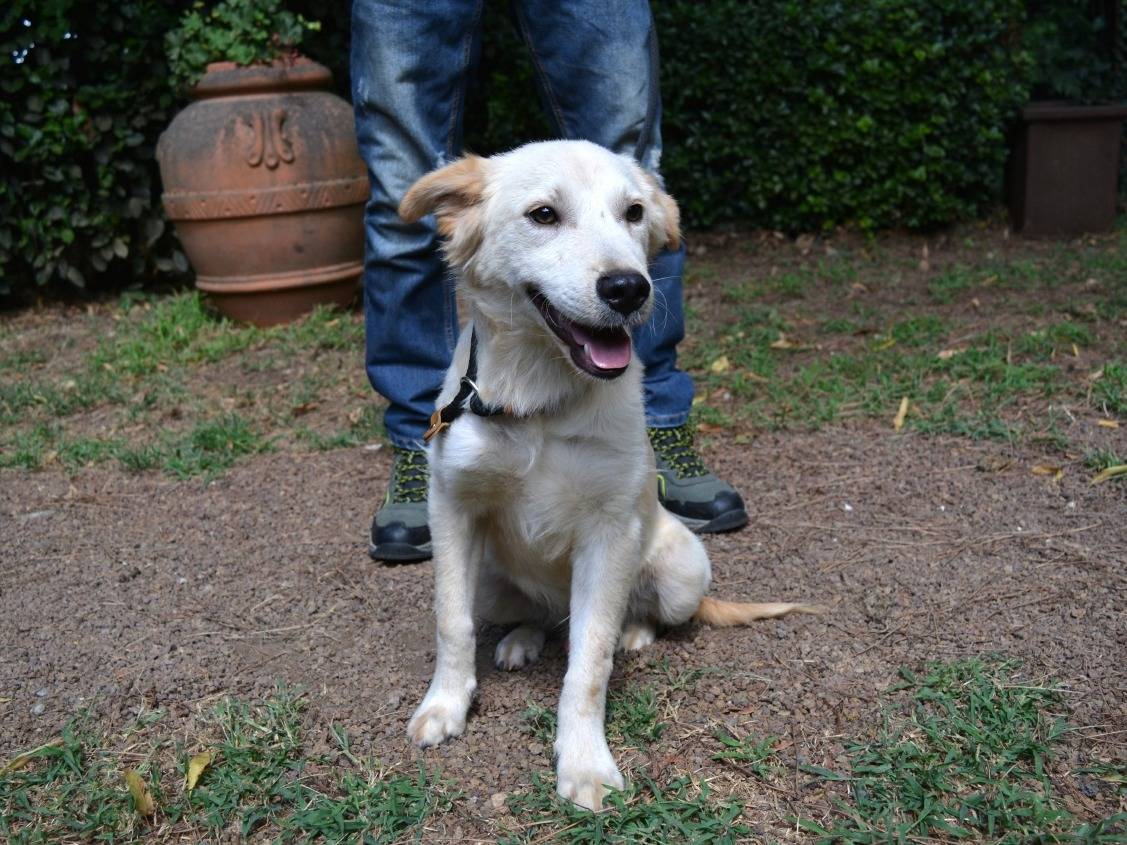 Vuoi adottare un cane a Roma?