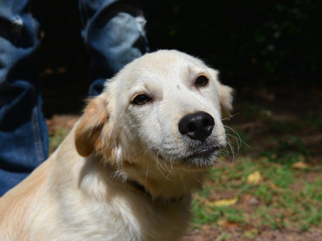 Adotta il cane Meyron a Roma