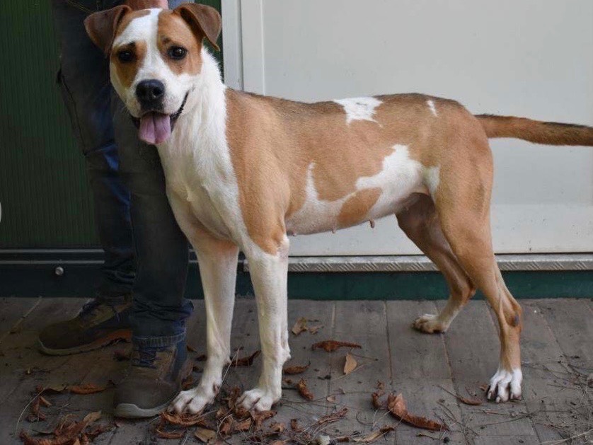 Adotta un cane, femmina, 7 anni e 3 mesi, Roma