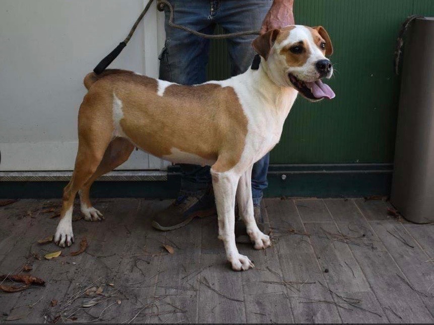 Adotta un cane, taglia media, femmina, Roma