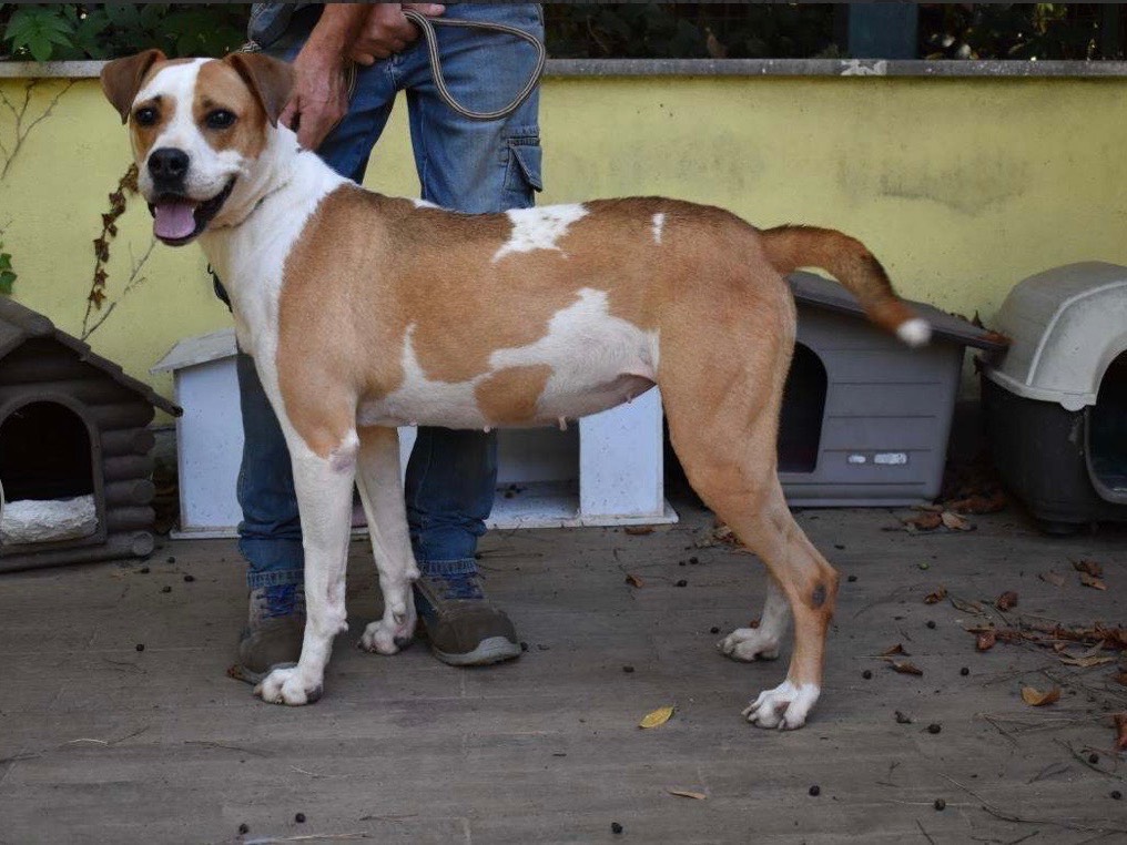 Vuoi adottare un cane a Roma?