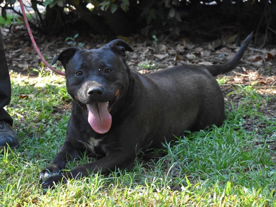 Adotta un cane, femmina, 1 anno e 11 mesi, Roma