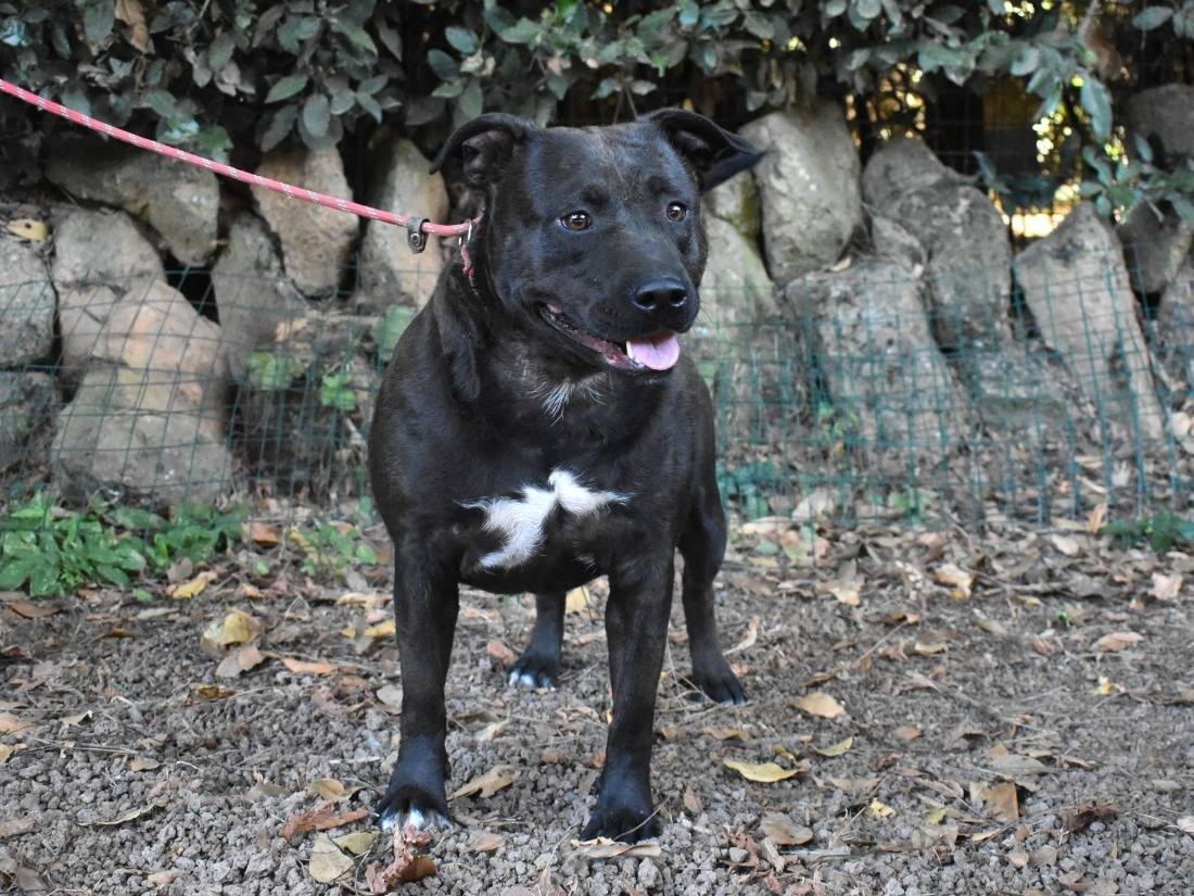 Adotta un cane, taglia media, femmina, Roma