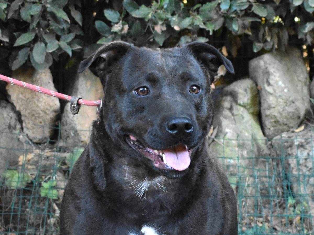 Adozione cane, femmina, Staffordshire Bull terrier Razza sconosciuta, 1 anno e 11 mesi, taglia media, Roma