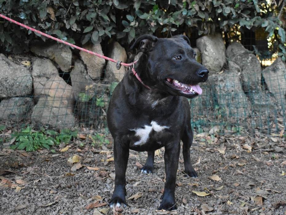Vuoi adottare un cane a Roma?