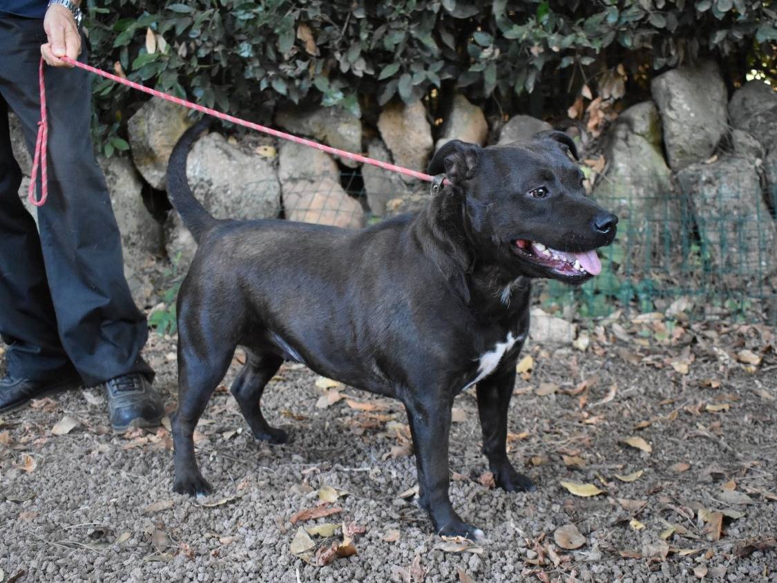Adotta il cane Narelle a Roma