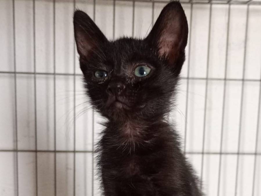 Adozione gatto, maschio, Razza sconosciuta Razza sconosciuta, 4 mesi, taglia non valida, Bari