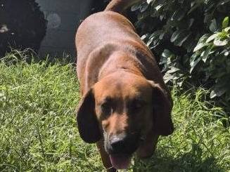 Adozione cane, maschio, Segugio Razza sconosciuta, 4 anni e 6 mesi, taglia media contenuta, Bergamo