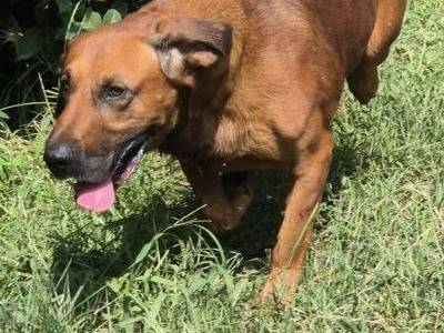 Adotta un cane, maschio, 4 anni e 6 mesi, Bergamo