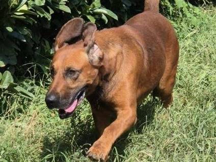 Adotta un cane, taglia media contenuta, maschio, Bergamo