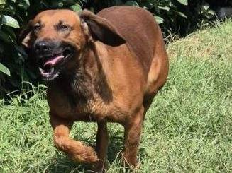 Vuoi adottare un cane a Bergamo?